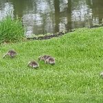 article image - 0315Geese